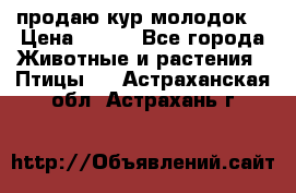 продаю кур молодок. › Цена ­ 320 - Все города Животные и растения » Птицы   . Астраханская обл.,Астрахань г.